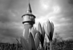 Blende13 - Wasserturm mit Krokus