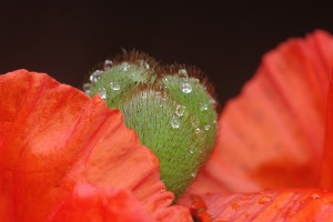 Wittke: Mohnblüte, Biohotel Miramar